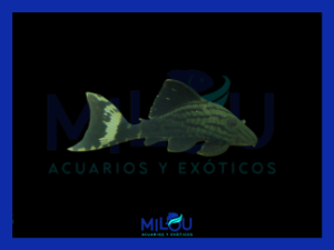 Panaque L191 (5-6cm)