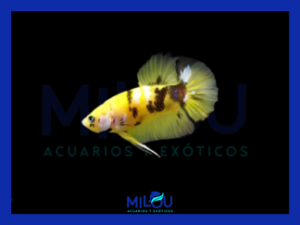 Betta Hm  Plakat Koi Amarillo