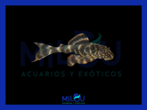 Peckoltia Vittata L104 (4-5cm)