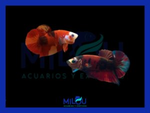 Betta Hm Plakat Koi Rojo