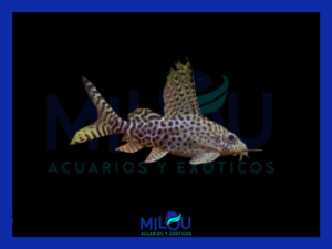 Synodontis Eupterus (3cm)