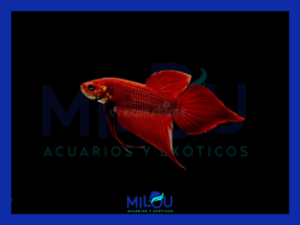 Betta Splendens Rojo