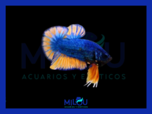 Betta Plakat Seleccion