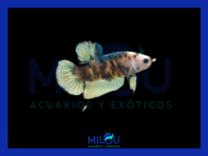 Betta Plakat Koi Blanco/Negro