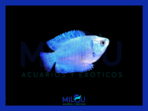 Colisa Lalia (Colisa Azul Neón)