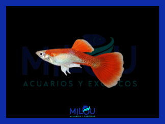 Guppy Rojo