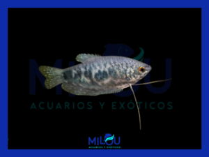 Gourami Cosby