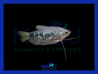 Gourami Cosby
