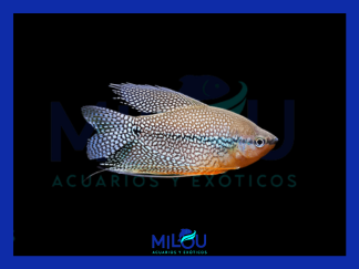Gourami Leeri