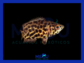 Gourami Leopardo