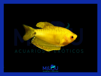 Gourami Oro