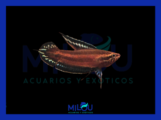 Gourami Regaliz