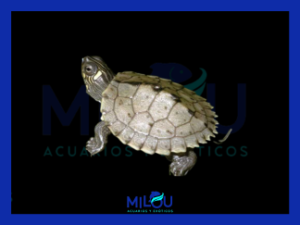 Tortuga Graptemys Kohni