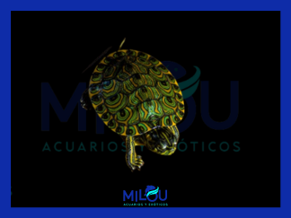 Tortuga Trachemys Venusta