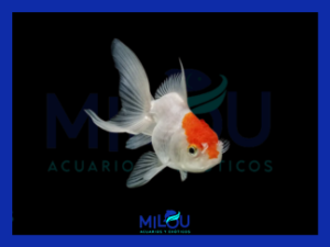 Oranda Blanco