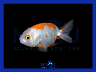 Ranchu