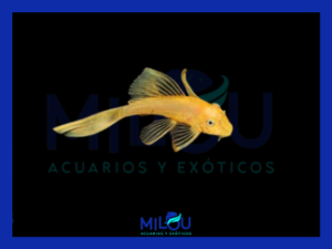 Ancistrus Albino Velo (2,5-3cm)