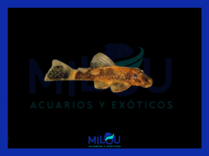 Ancistrus Lava (2,5-3cm)