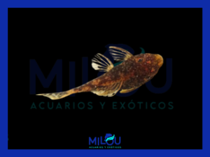 Ancistrus Lava Velo LDA 16 (3-4cm)