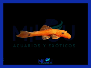 Ancistrus Red (2,5-3cm)