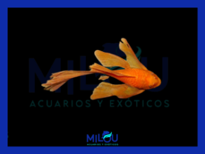 Ancistrus Red Velo (3cm)