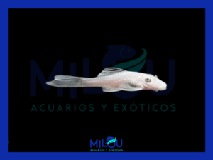 Ancistrus Snow White (3cm)