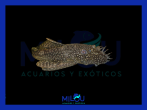 Ancistrus SP (2,5-3cm)