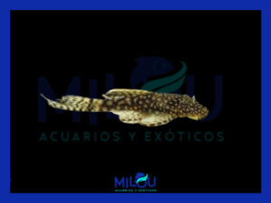 Ancistrus SP Velo (3cm)