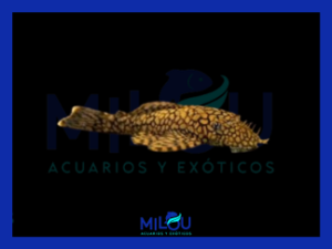 Ancistrus Wabenmuster (2,5-3cm)