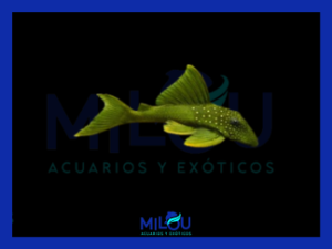 Baryancistrus L200 Fantasma Verde  (8-9cm)