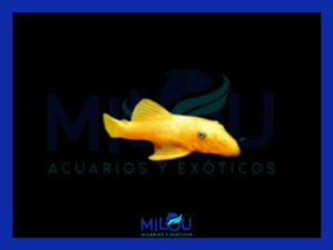 Ancistrus L144 (3cm)