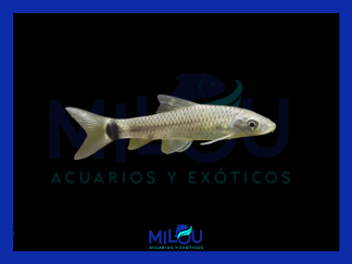 Zorrito Reticulado (2-3cm)