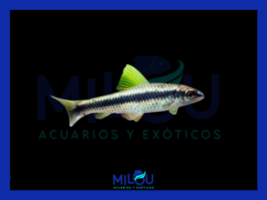 Zorro Volador (2-3cm)