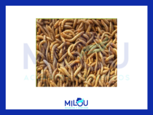 Tarrina Tenebrio Molitor 50gr