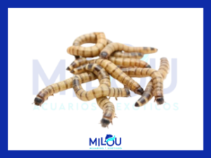 Tarrina zophobas 50gr