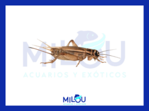 Tarrina Grillo (Archeta domesticus)