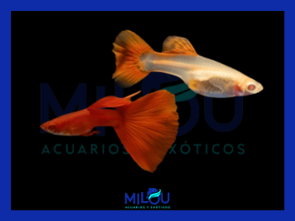Guppy Full Red Albino