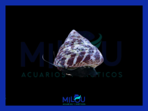 Caracol Trochus