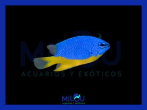 Chrysiptera Hemicyanea Royal Damisela