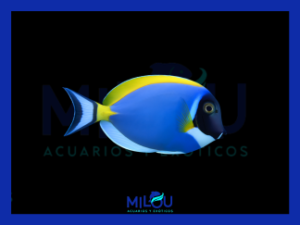 Acanthurus Leucosternon Africa