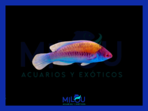 Cirrhilabrus Cyanopleura