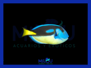 Hepatus Yellow Belly