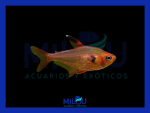 Tetra Fantasma Rojo (2-3cm)