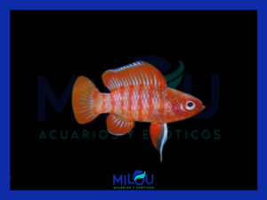 Badis Escarlata Dario Dario