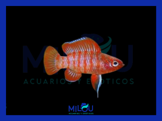 Badis Escarlata Dario Dario