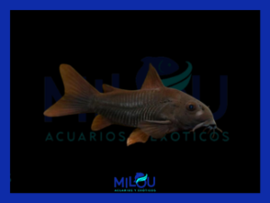 Corydora Black Venezuela (3cm)