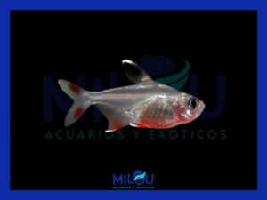 Tetra Bentosi (2-3cm)