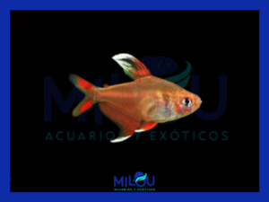 Tetra Bentosi White Fin (2-3cm)