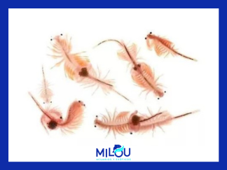 ARTEMIA SALINA 90ml
