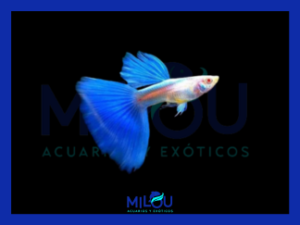 Guppy Albino Blue Tail